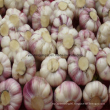 New Crop Purple Garlic Normal White